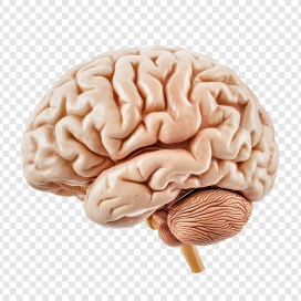 高精度人脑 3D 脑神经模型 透明背景凸显神经中枢解剖细节