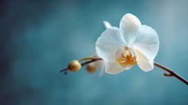 白蝴蝶兰特写 蓝调虚化背景定格花卉优雅绽放瞬间