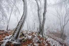 Frosted Forest __ 霜冻森林-霜挂树木定格冬日山林自然奇观