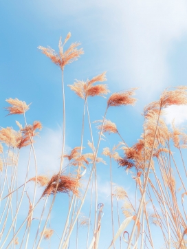 仰拍芦苇荡特写 晴空暖阳定格秋日芦苇自然生长状态