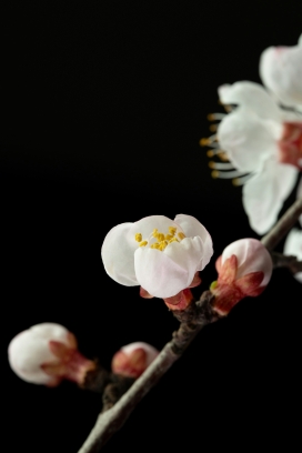 杏花暗调特写 白瓣黄蕊定格春日花卉大片