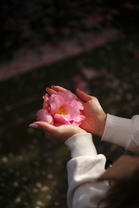 手捧粉花特写 春日光影定格温柔治愈