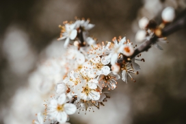春日白梅微距：柔焦下的花蕊私语
