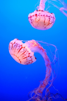 粉紫斑纹水母特写 深海梦幻海洋生物背景素材