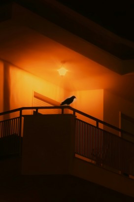 夜栖暖檐 | 孤鸦剪影的静谧瞬间
