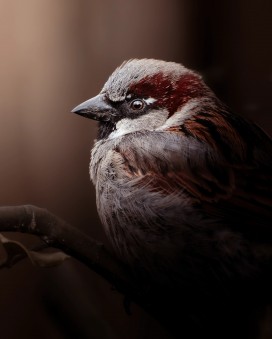 Wildlife __ 低光生态动物肖像系列