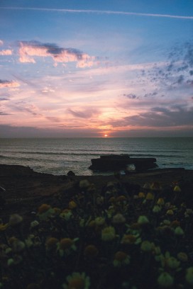 海岸日落时的海边岩石与花海