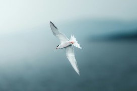 凌空展翅燕鸥，水雾之间自在翱翔