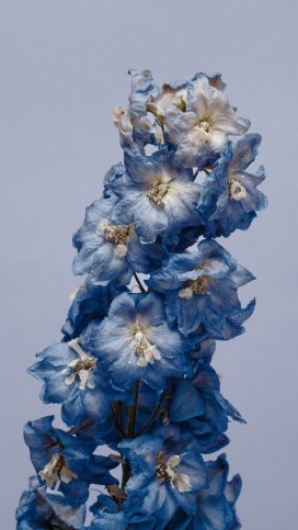 干花大花飞燕草静立画面 蓝调花瓣温柔复古雅致
