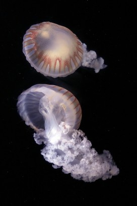 黑色深海背景下两只水母轻盈舒展游动的水下摄影