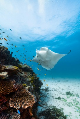 海底珊瑚礁巨型蝠鲼遨游 热带海洋水下生态摄影
