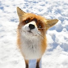 点击查看小台木木艺术家的简介与全部作品