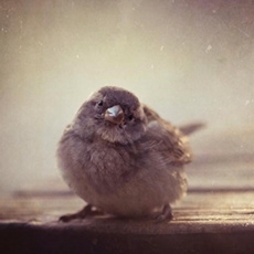 点击查看marina de wit艺术家的简介与全部作品