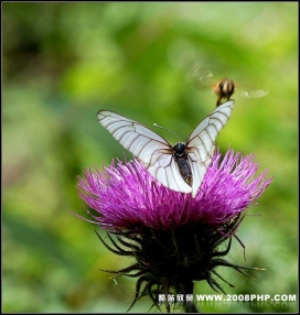 观音山里的精灵图片欣赏