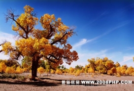额济纳旗的胡杨