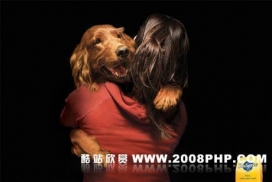 Pedigree 宝路狗粮广告