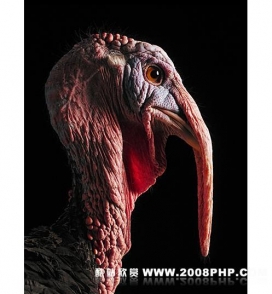 英国摄影大师提姆・弗莱克的动物摄影