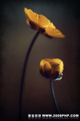 Sortvind 植物摄影作品欣赏