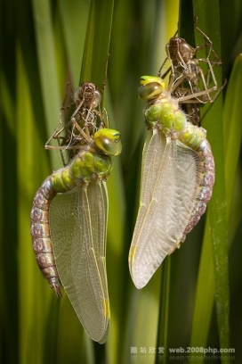 09年大放送43个令人赞叹的微距昆虫摄影欣赏