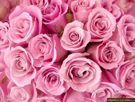 09年最新红色心形系列玫瑰花图片